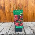 Ruža popínavá (Rosa rampicante) ´PAUL SCARLET´ - výška 10-20 cm, P11